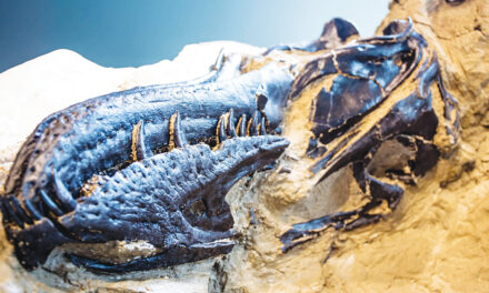 T. Rex Or A New Dinosaur? New Bones Add To The Debate