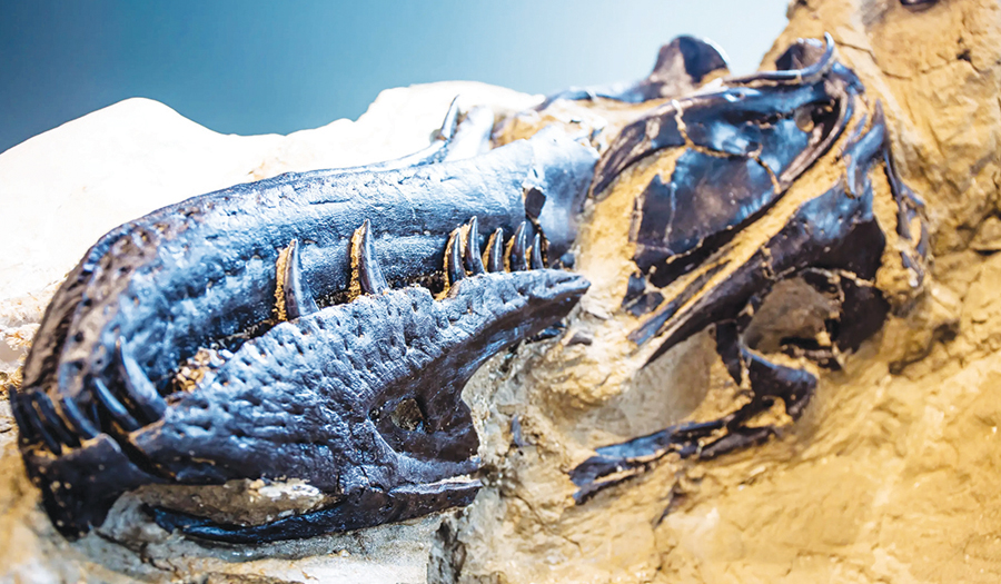 T. Rex Or A New Dinosaur? New Bones Add To The Debate