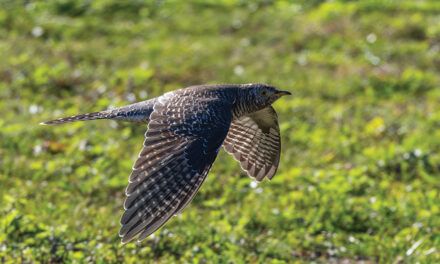 Birders Going ‘Cuckoo’ After Unexpected Sighting In NYC