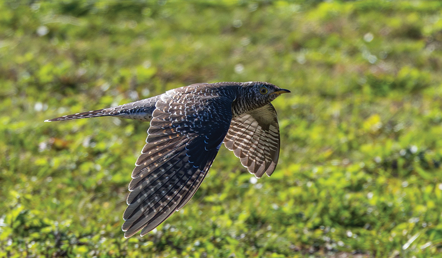 Birders Going ‘Cuckoo’ After Unexpected Sighting In NYC