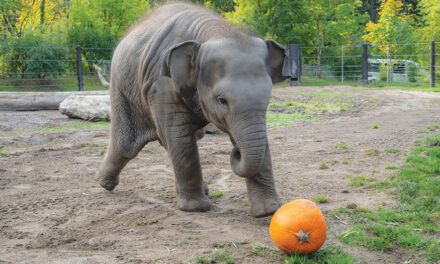 A Baby Elephant Just Wanted To Play Ball At The Oregon Zoo