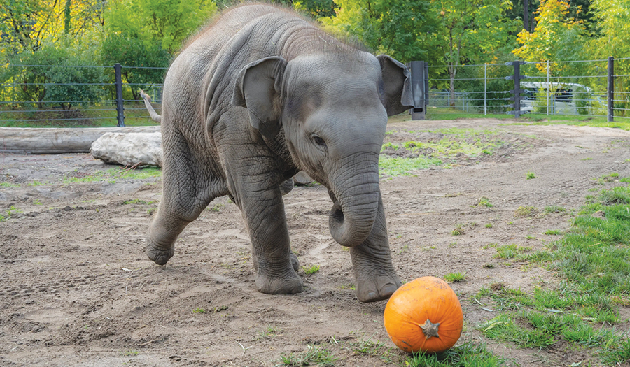 A Baby Elephant Just Wanted To Play Ball At The Oregon Zoo
