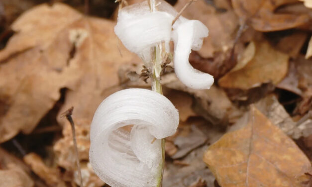 With One Touch, They Vanish. Meet The  Delicate, Icy Wonders Called Frost Flowers