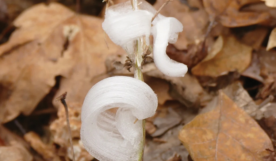 With One Touch, They Vanish. Meet The  Delicate, Icy Wonders Called Frost Flowers