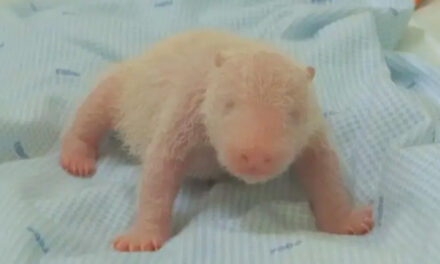 The First Giant Panda Cub Is Born In Indonesia