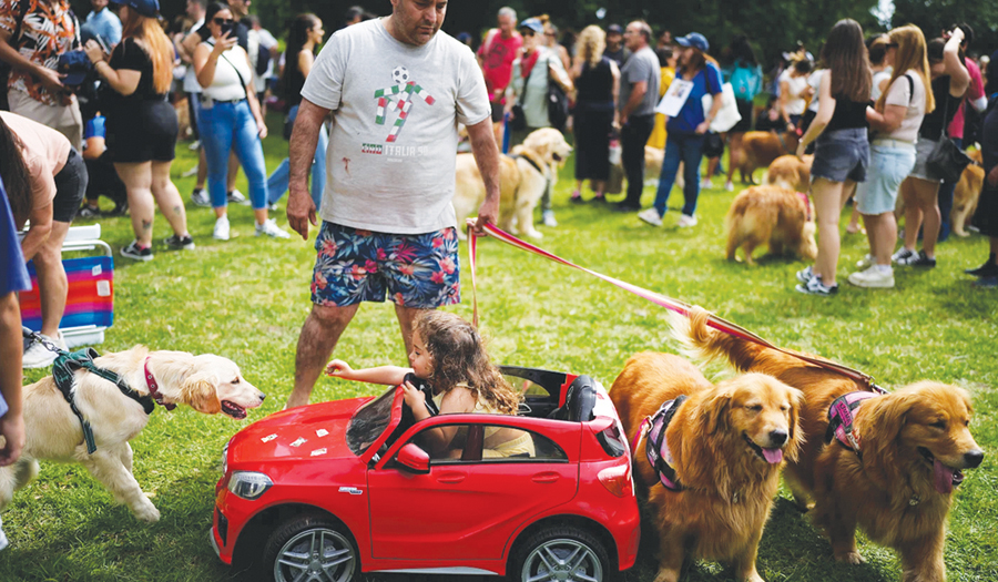 A Symphony Of Woofs: This Is What Happens When 2K Golden Retrievers Gather Together