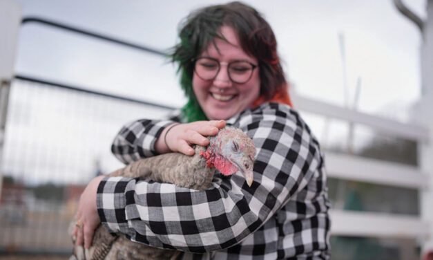 At The Gentle Barn, Turkeys Are For Snuggling, Not Stuffing At Thanksgiving