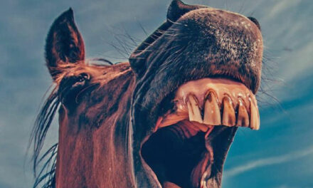 A Gift Horse’s Dental Work