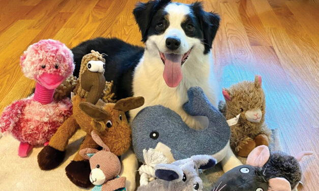 Some Dogs Can Expand Their Vocabulary By Eavesdropping On Their Owners