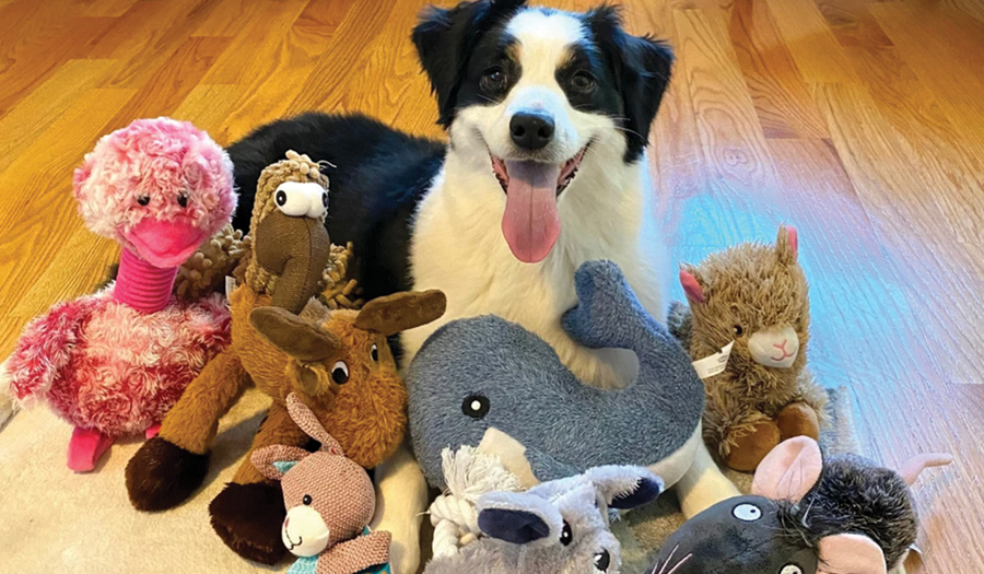Some Dogs Can Expand Their Vocabulary By Eavesdropping On Their Owners