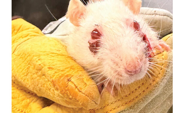 Pet Rats Need New Homes  After House Is Condemned