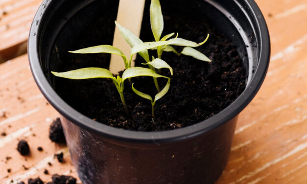 Seed Starting Workshop At Highland Rec. Center, Jan 31