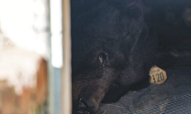 CA Homeowner Rolls Out  ‘Unwelcome’ Mat For Black Bear Living Under His House