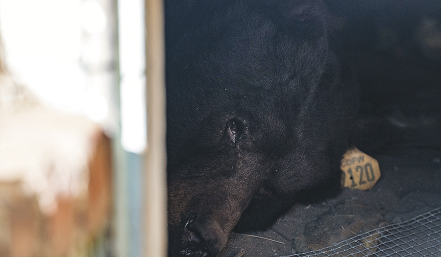 CA Homeowner Rolls Out  ‘Unwelcome’ Mat For Black Bear Living Under His House