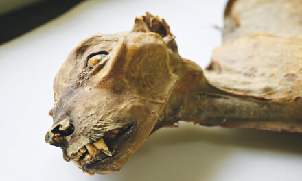 Mummified Cheetahs Found In Saudi Caves Shed Light On Lost Populations