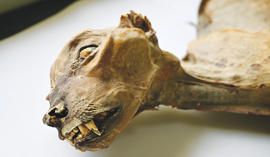 Mummified Cheetahs Found In Saudi Caves Shed Light On Lost Populations