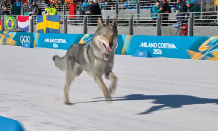 Dog Makes Olympic Cameo