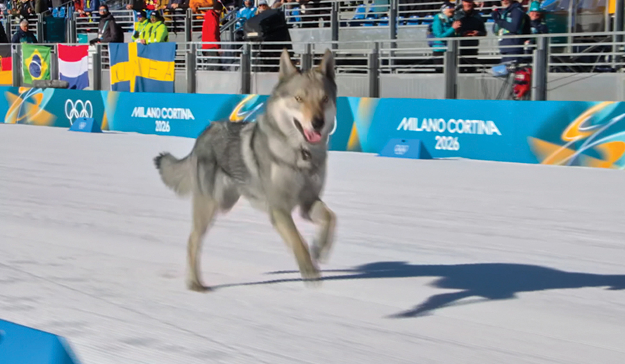 Dog Makes Olympic Cameo