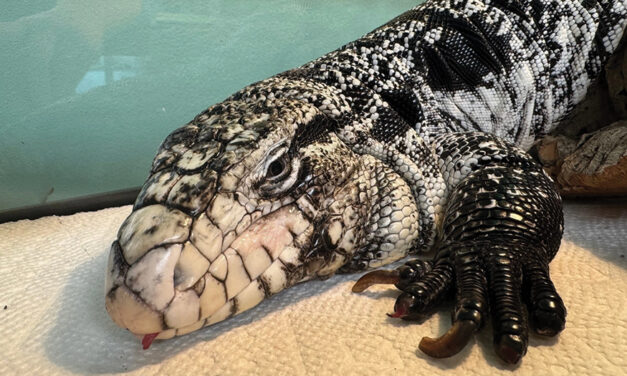 Freezing Reptile Is Rescued  After Being Buried In Snow