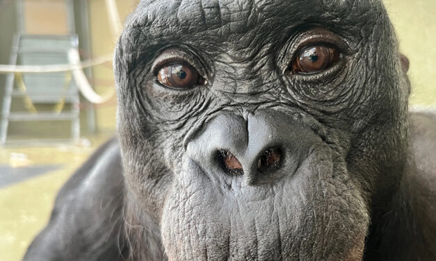 Can Apes Play Pretend?  Scientists Use An Imaginary Tea Party To Find Out