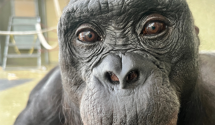 Can Apes Play Pretend?  Scientists Use An Imaginary Tea Party To Find Out