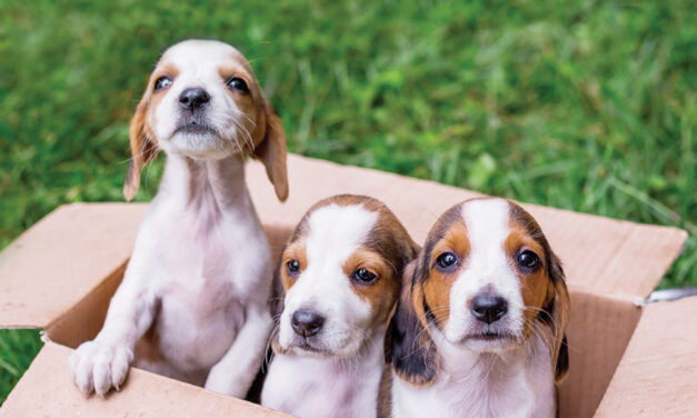 BBB Tip: How To Avoid Becoming A Victim Of A Pet Scam