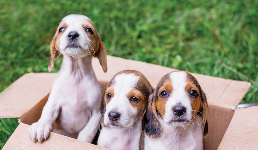 BBB Tip: How To Avoid Becoming A Victim Of A Pet Scam