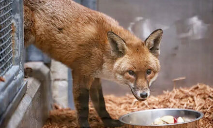 A Red Fox Stows Away On A Cargo Ship, Traveling From  England To The US