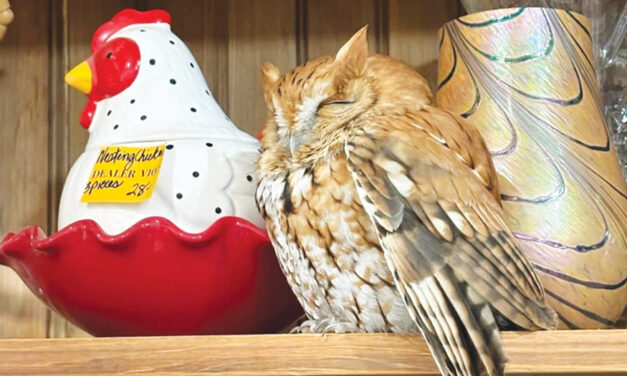 Sleepy Owl Found Resting Among Items On A New York Antique Store Shelf