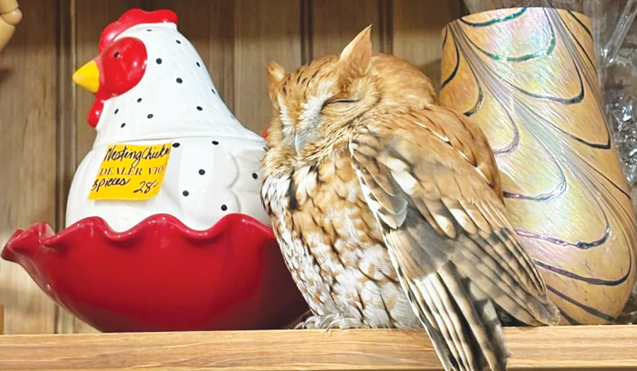 Sleepy Owl Found Resting Among Items On A New York Antique Store Shelf