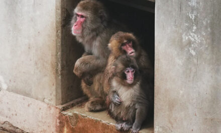 Punch The Orphan Macaque Is Outgrowing His Plushie And Making Friends