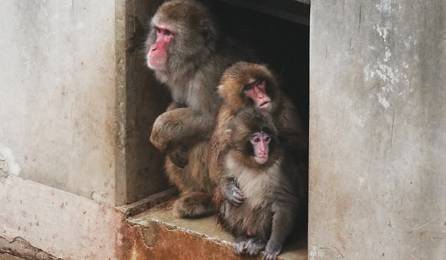 Punch The Orphan Macaque Is Outgrowing His Plushie And Making Friends