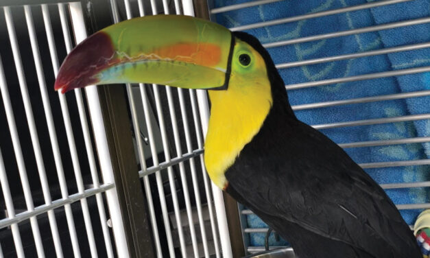 Toucan Seen Flying Around  Sin City Has Been Rescued