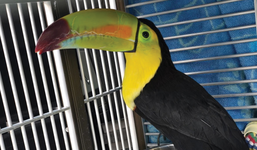 Toucan Seen Flying Around  Sin City Has Been Rescued