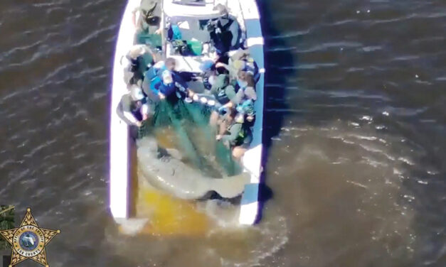 Injured Mother Manatee And Calf Are Rescued In Florida And Taken To Seaworld