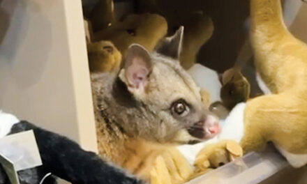 Possum Appears Among Plush Toys In Australian Airport