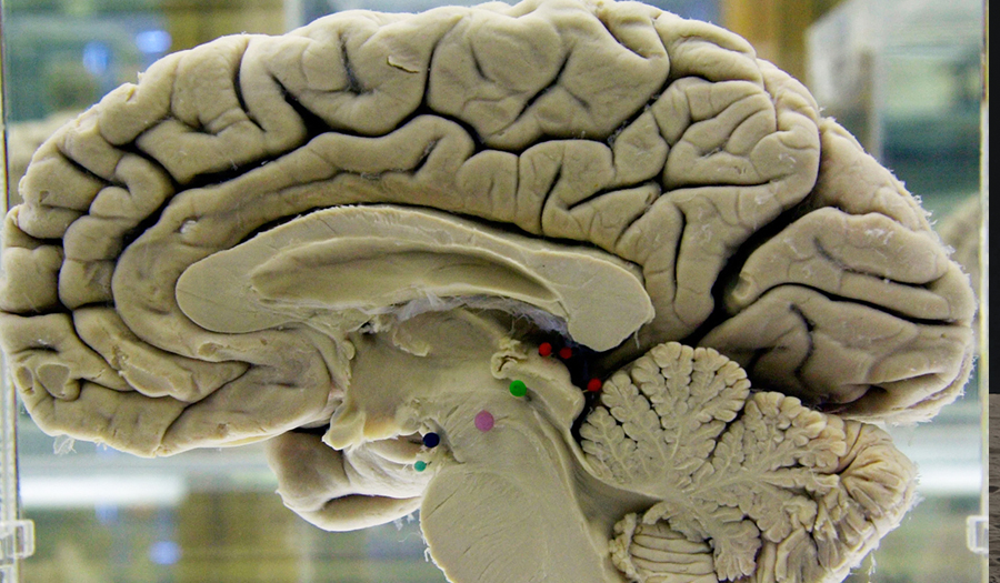 Challenging Your Brain Helps Keep It Healthy. Here’s How.