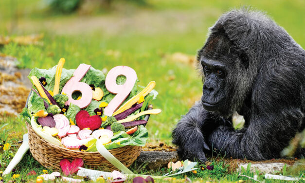 Fatou, The World’s Oldest  Gorilla Living In Captivity,  Celebrates Her 69th Birthday