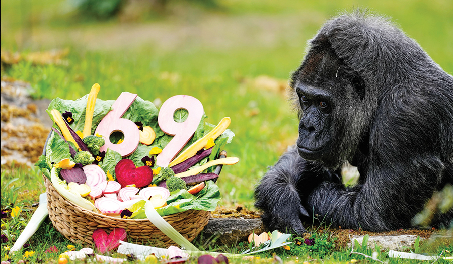 Fatou, The World’s Oldest  Gorilla Living In Captivity,  Celebrates Her 69th Birthday