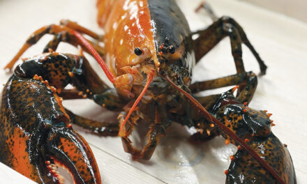 Rare Two-Colored Lobster Caught By Fishermen