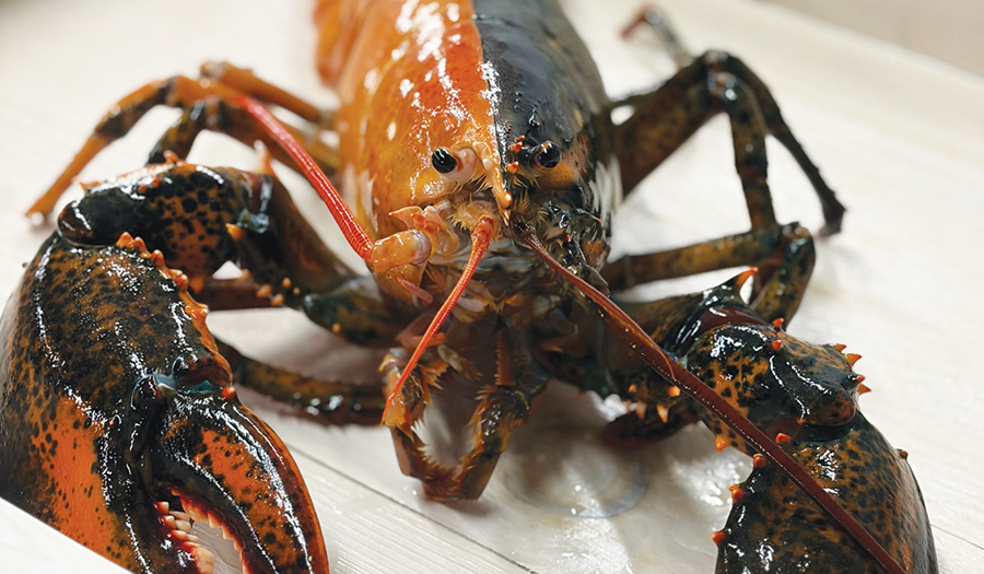 Rare Two-Colored Lobster Caught By Fishermen