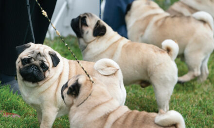 Judge Tosses PETA’s Lawsuit Against The American Kennel Club Over Dog Breed Health