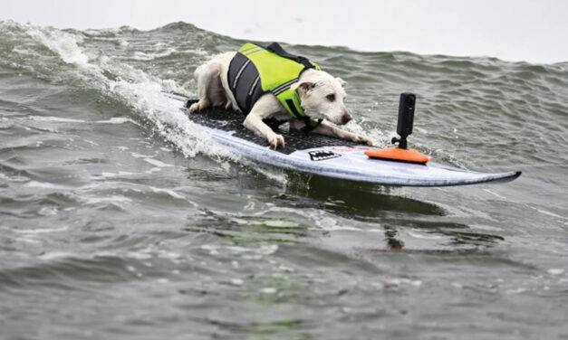 Sugar The Surfing Dog, The First Canine  Inducted Into The Surfer’s Hall Of Fame, Dies