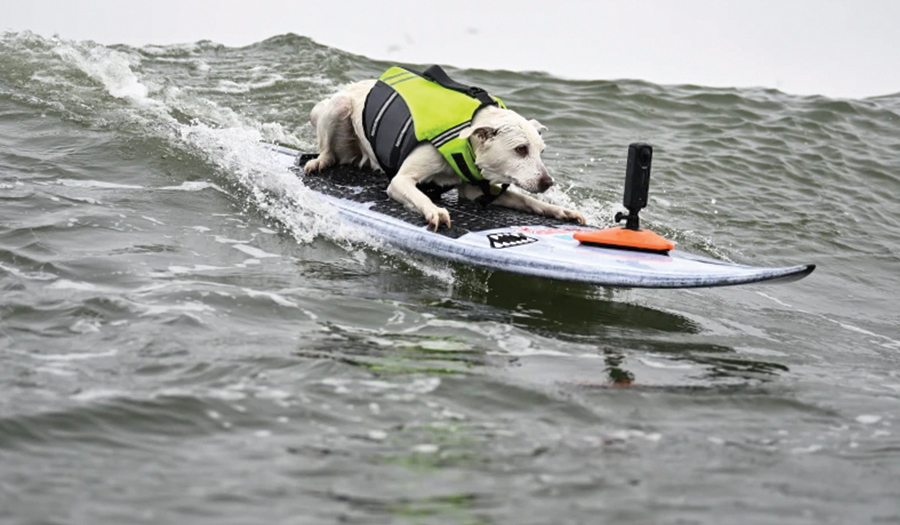 Sugar The Surfing Dog, The First Canine  Inducted Into The Surfer’s Hall Of Fame, Dies