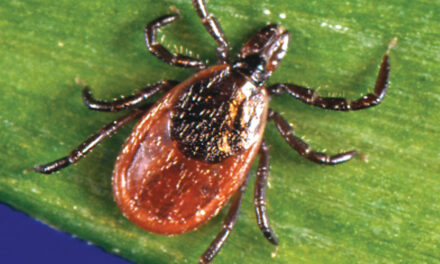 Tick Season Is Off To A Fast Start