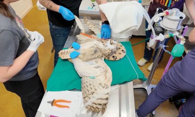 Owl Found Stuck In A Concrete Mixer Is On The Mend