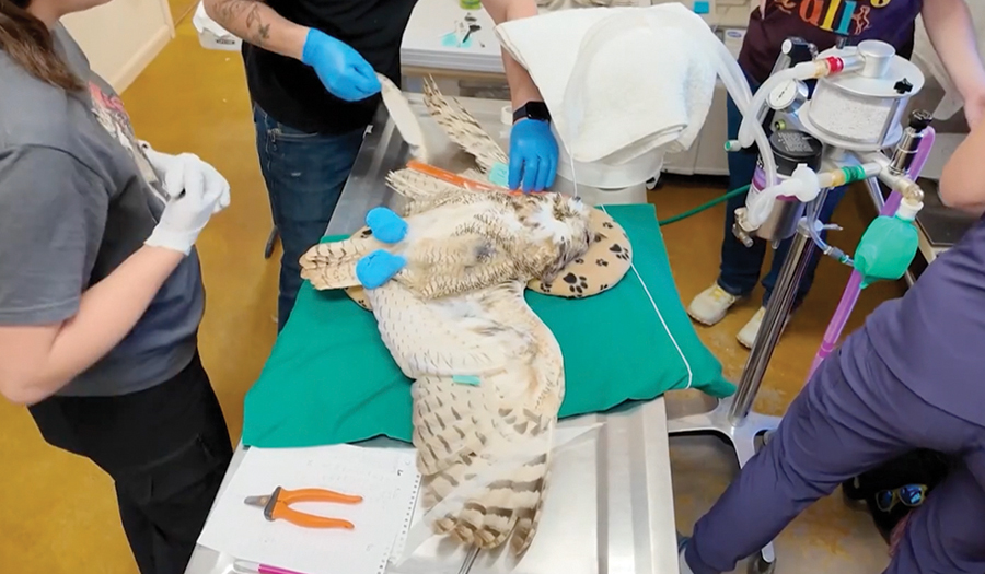Owl Found Stuck In A Concrete Mixer Is On The Mend