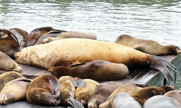 Chonkers The Sea Lion Draws Crowds To San Francisco’s Pier 39