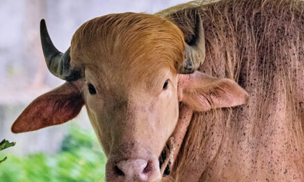 Buffalo Named Donald Trump For His Golden Locks Is A  Sensation At Zoo