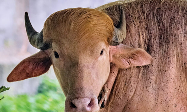 Buffalo Named Donald Trump For His Golden Locks Is A  Sensation At Zoo